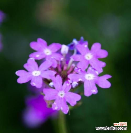 赏花之余，了解花语 美人樱的花语