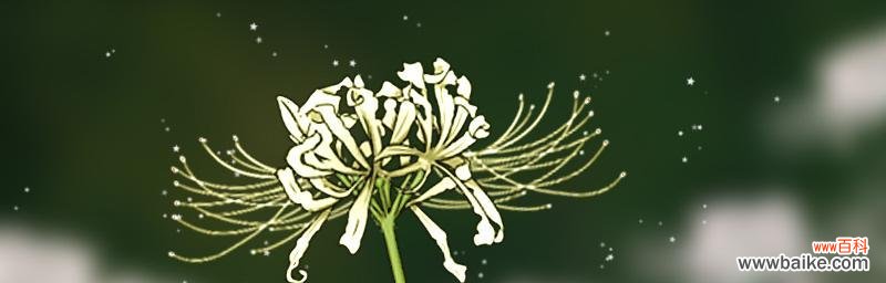 清新自然的花朵与灵魂的觉醒 白色彼岸花花语——沉睡与重生