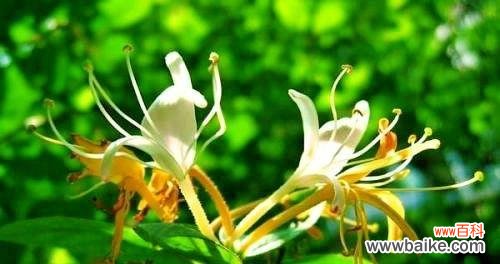 清新自然的花朵与灵魂的觉醒 白色彼岸花花语——沉睡与重生