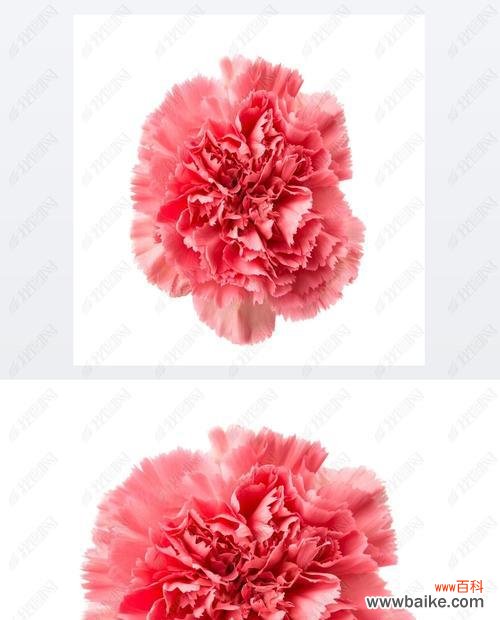 解读花语，传递情感 粉色康乃馨的意义