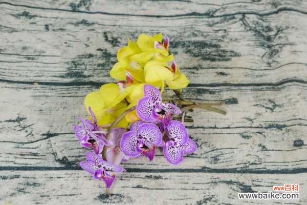 蝴蝶兰叶子有黑斑怎么办