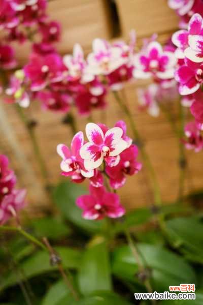 蝴蝶兰叶子有黑斑怎么办