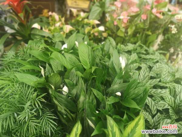 白掌为什么不开花