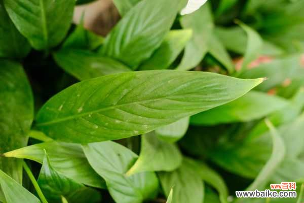 白掌为什么不开花