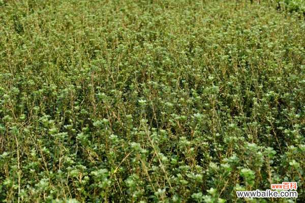杜鹃花花蕾枯萎怎么办