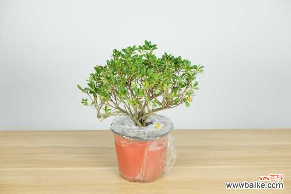 杜鹃花花蕾枯萎怎么办