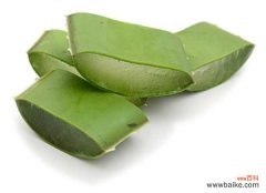 芦荟叶片干了怎么办