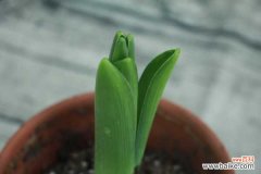 风信子夹箭怎么办