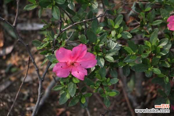 杜鹃花掉叶子怎么补救