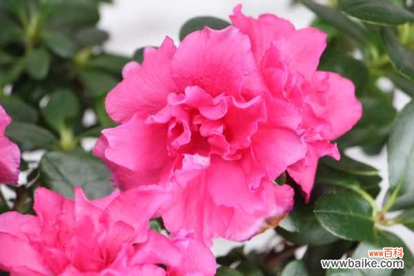 杜鹃花掉叶子是什么原因