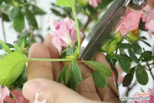 杜鹃花掉叶子是什么原因