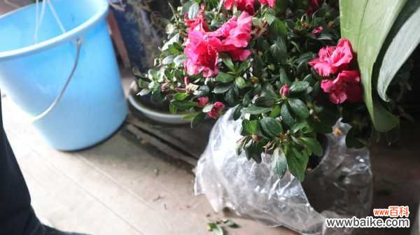 杜鹃花掉叶子是什么原因