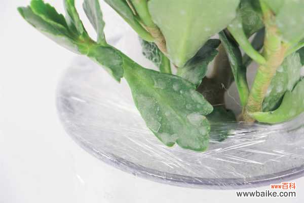 为什么长寿花不开花