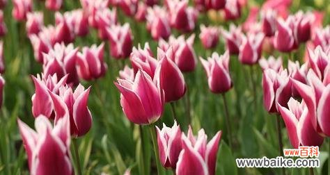 美丽翩跹的郁金香 郁金香花语与寓意