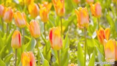 郁金香——荷兰的骄傲 郁金香的象征意义