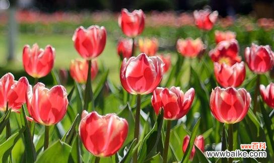 揭开郁金香的花语之谜 郁金香的花语