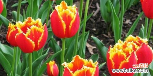 解析郁金香色彩与意义 郁金香的色彩之谜