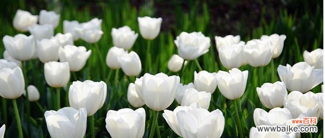 解析郁金香色彩与意义 郁金香的色彩之谜