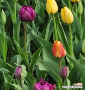 郁金香的象征意义与历史传承 郁金香——寓意繁荣与美好的花朵