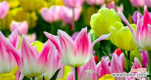 郁金香的象征意义与历史传承 郁金香——寓意繁荣与美好的花朵