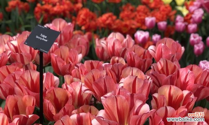 郁金香的象征意义与历史传承 郁金香——寓意繁荣与美好的花朵