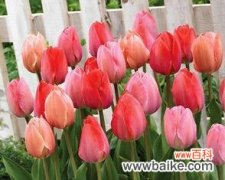 郁金香的寓意与象征 郁金香——美丽与希望的象征