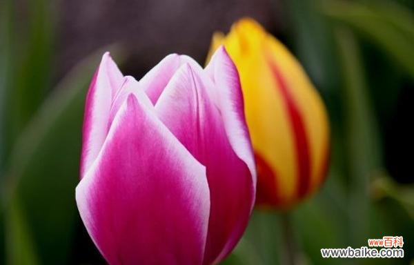 郁金香的寓意与象征 郁金香——美丽与希望的象征