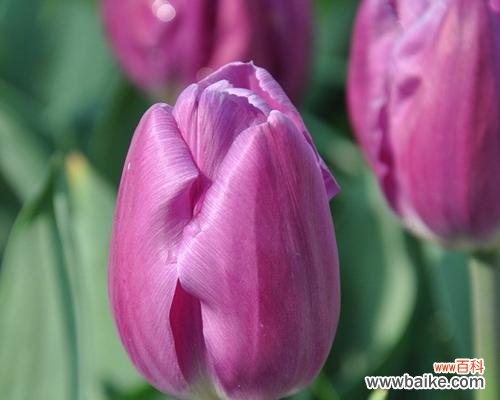 探寻郁金香花开的心灵启迪 郁金香