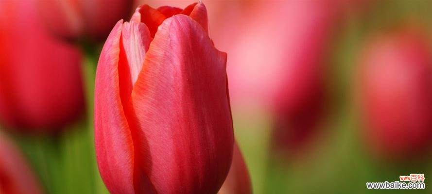 探寻郁金香的历史渊源 郁金香的寓意与象征——花开富贵