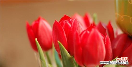 揭示花朵背后的隐喻和象征意义 郁金香的寓意与象征