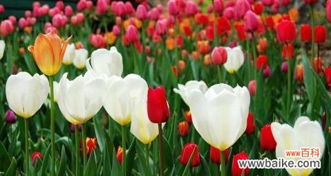 揭示花朵背后的隐喻和象征意义 郁金香的寓意与象征