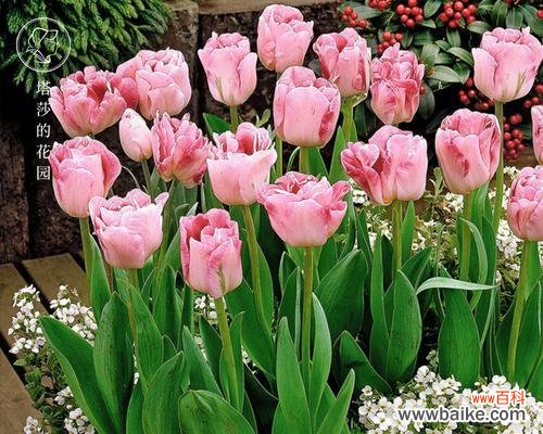 探索郁金香的美丽花语 郁金香的寓意与象征意义