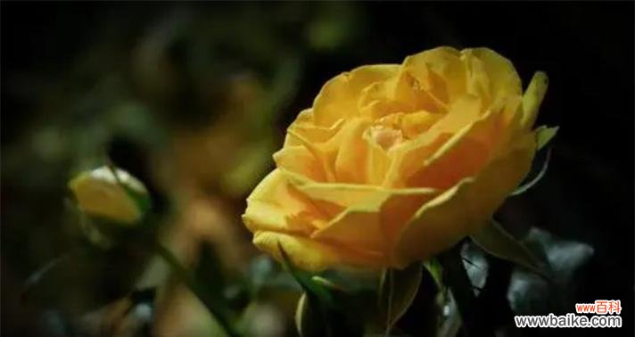 哪种花的花语代表虚伪?象征虚伪的花有哪些?