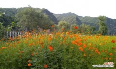 什么花象征兄妹情？如何用花表达兄弟姐妹间的情感？