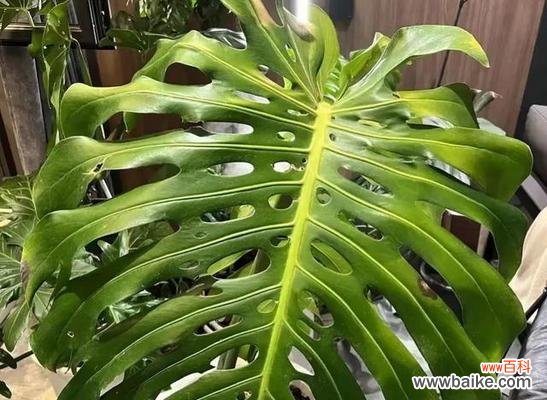 代表友情的植物有哪些？它们各自有何寓意？