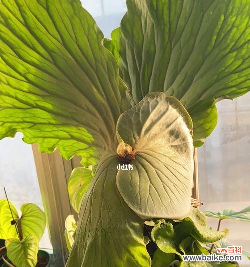 代表友情的植物有哪些？它们各自有何寓意？