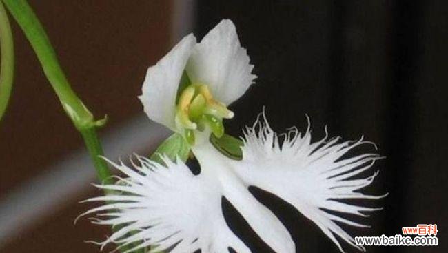 代表欲望的花是什么？哪种花的花语是欲望？