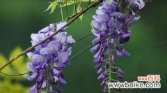 代表执着的植物有哪些？它们象征着什么含义？