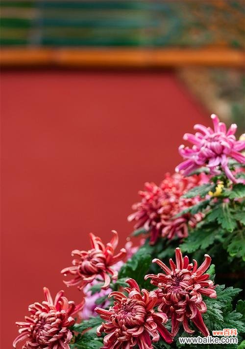 中秋时节代表性的花卉有哪些?它们各自有什么含义?