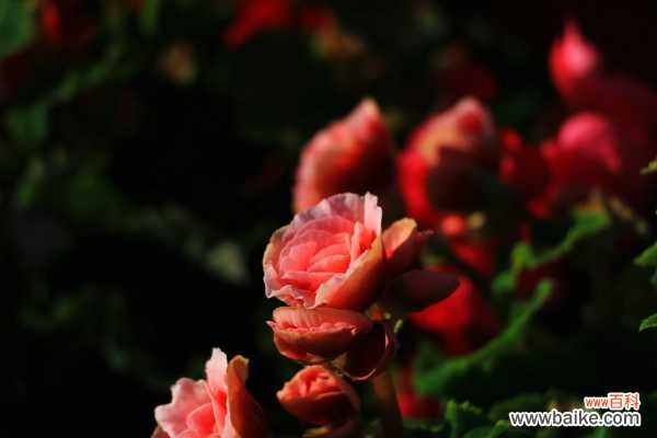 丽格海棠叶子发黄怎么办