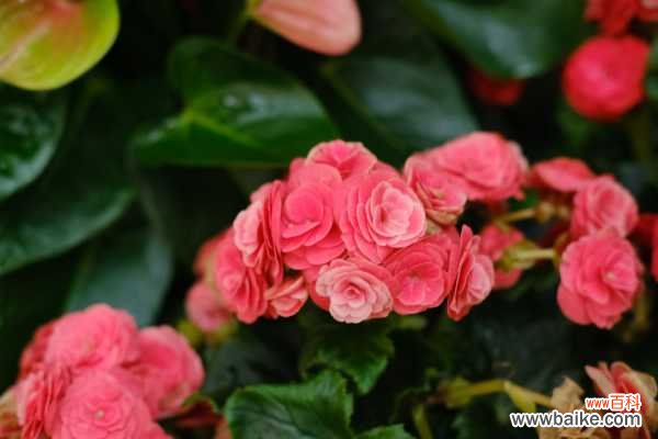 丽格海棠叶子发黄怎么办