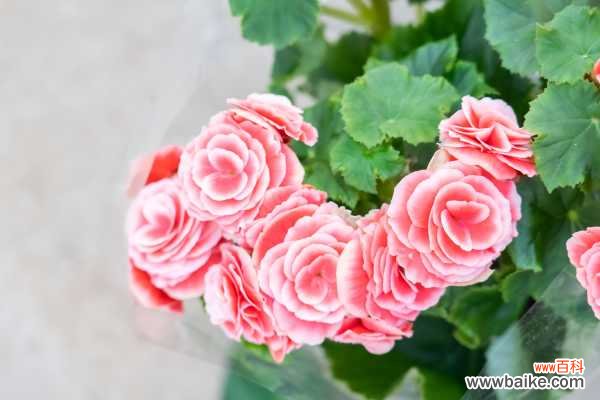 丽格海棠叶子发黄怎么办