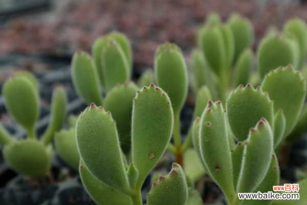 熊童子长黑斑了怎么办