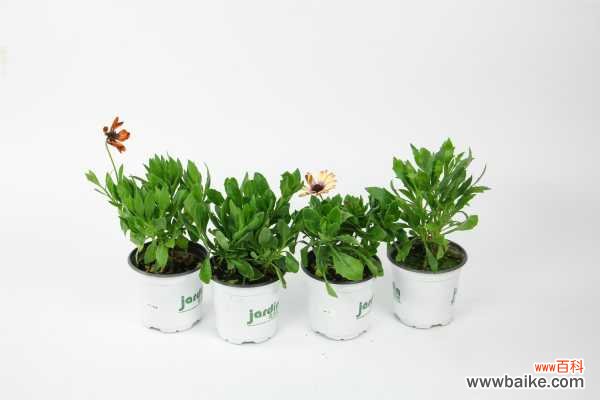 蓝目菊叶子发黄怎么办