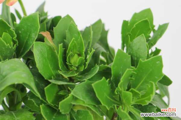 蓝目菊叶子发黄怎么办