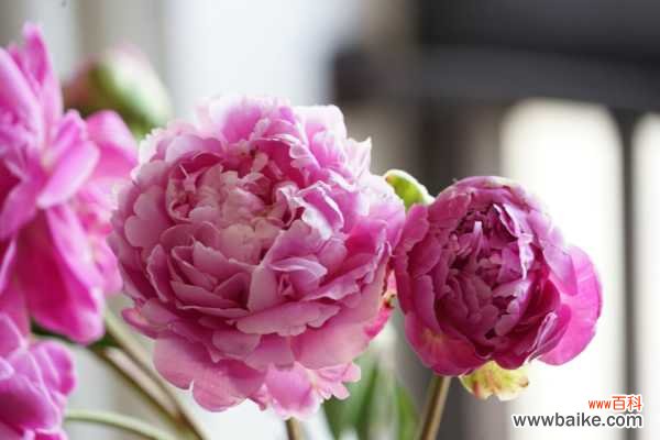 芍药花叶子发黄怎么办