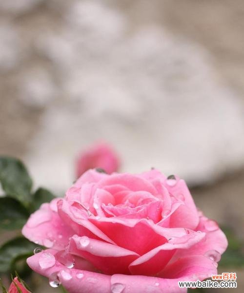 探索粉红色玫瑰花的象征性 粉红色玫瑰花的意义
