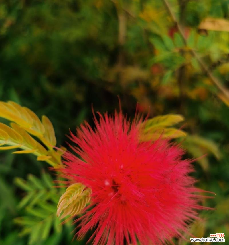 传递情感的美丽语言 合欢花的花语