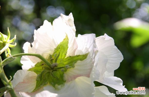 中国经典美花之一 芙蓉花的花语和寓意
