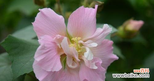 中国经典美花之一 芙蓉花的花语和寓意